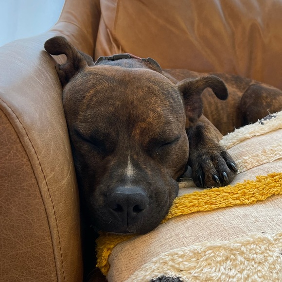 Meet your Posher, Dara - Picture 2 of 6